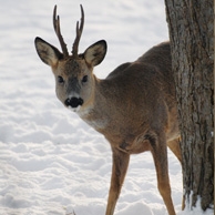 Deer in the snow