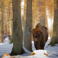 European bison
