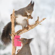 Squirrels and a mailbox