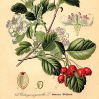 Hawthorn plant