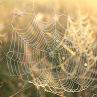 Autumn spider web 