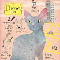 Devon Rex