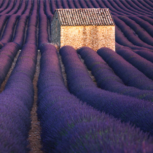 Lavender house