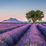 Lavender landscape with the tree