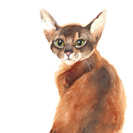 Abyssinian cat - watercolor