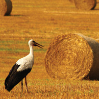 Poland - Love to be here ... - stork