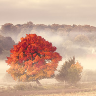  Poland - Love to be here... - Pomeranian - Autumn Tree
