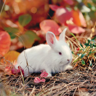 Autumn white bunny