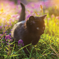 Black kitten in a flowering meadow