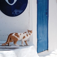 Greek ginger cat