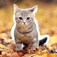 Autumn kitten