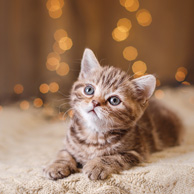 Kitten on the cream blanket