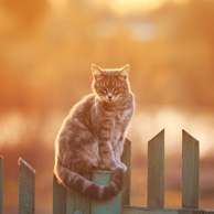 Cat on the fence