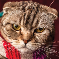 Cat in striped scarf