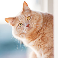Ginger cat on the windowsill