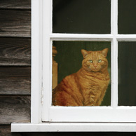 Ginger cat in the window