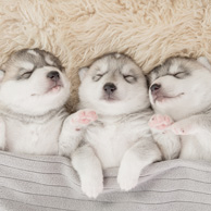 Three sleeping dogs