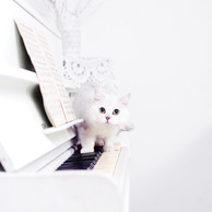 White cat on the piano