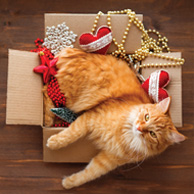 Cat in a box with Christmas decorations
