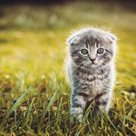Gray kitten on the green grass