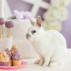 White rabbit with cupcakes and lollipops