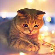 Kitty and Christmas tree lights